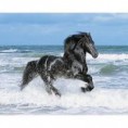 /album/galerie-photos/cheval-rien-jpg/